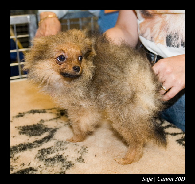 Sep 06 - Salon des animaux de compagnies - 53